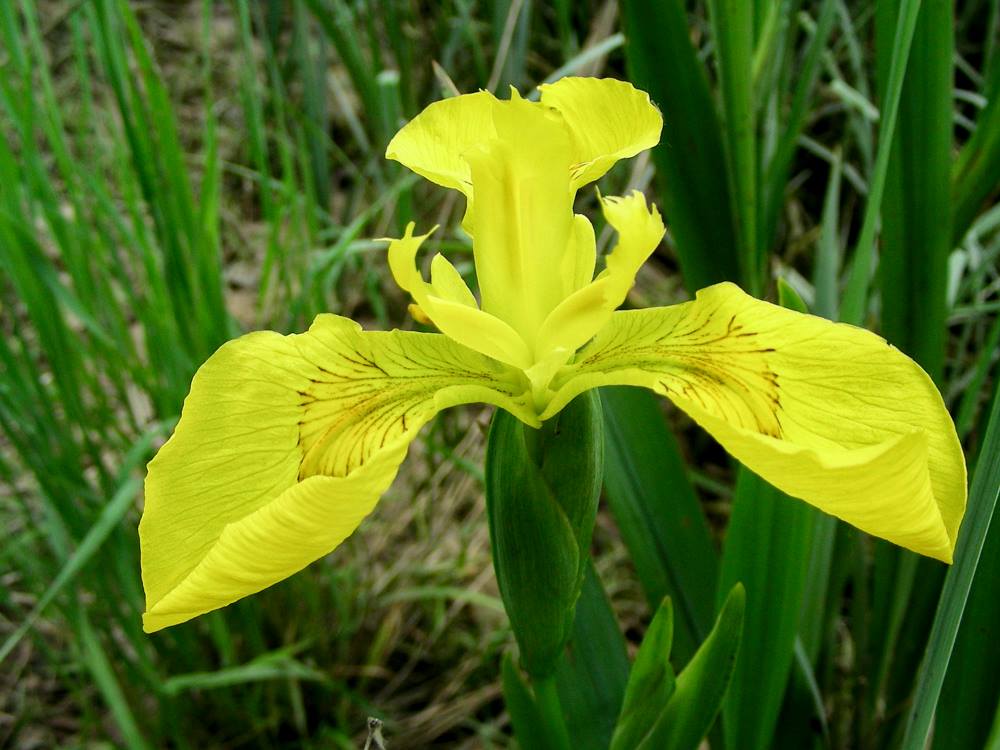 Iris psuedacorus