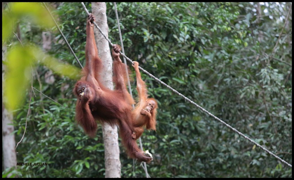   Orang  utan   orangs outangs Pluton Magazine