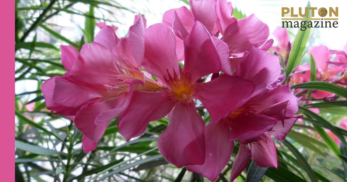 Un Jardin Sur Le Toit Le Laurier Rose Ou Nerium Oleander