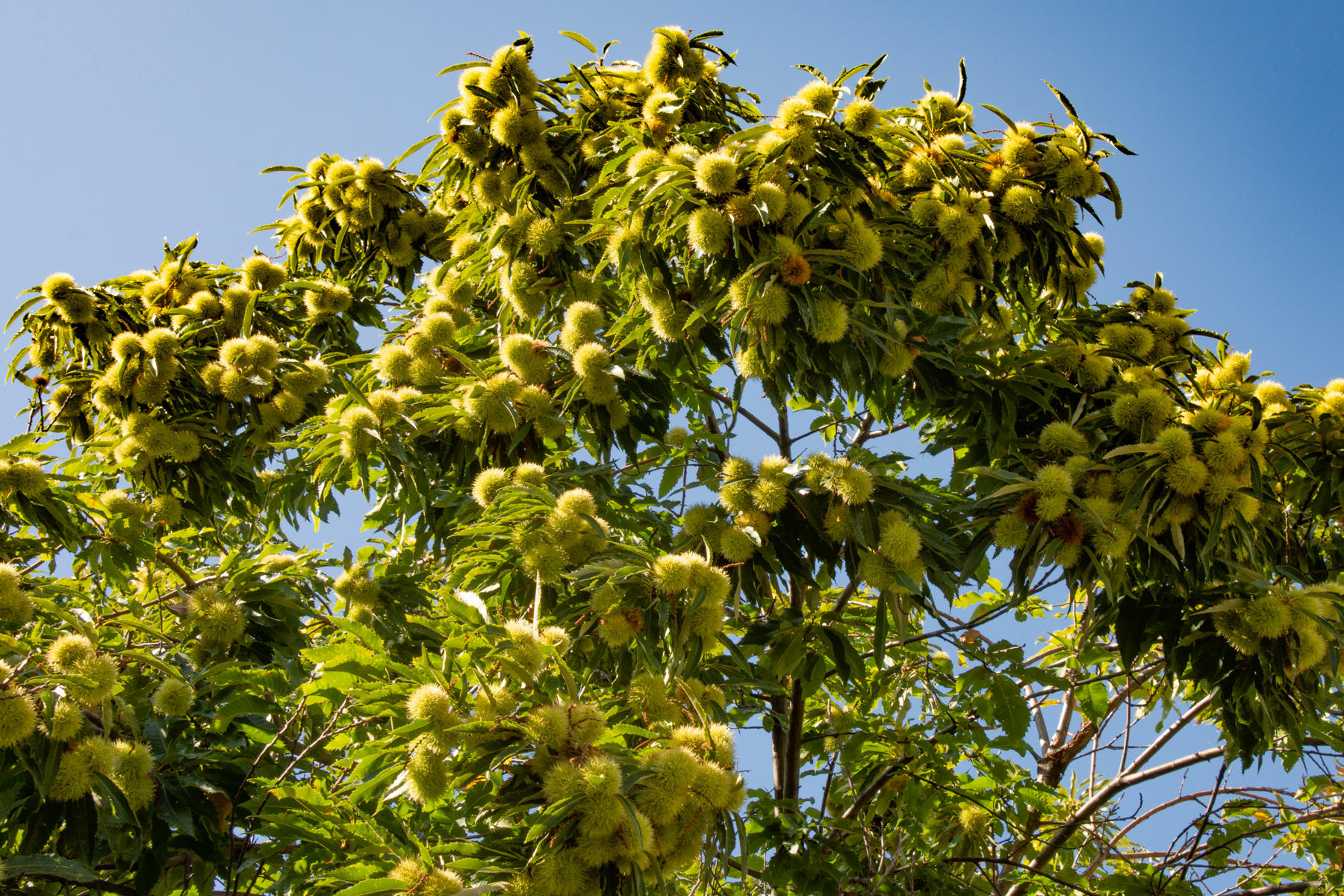Le châtaignier L’arbre du pain Pluton Magazine